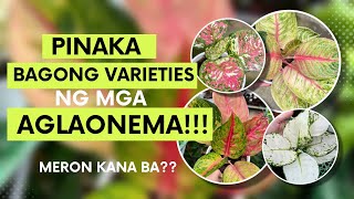 NEWEST AGLAONEMA VARIETIES TO ADD IN YOUR COLLECTION [upl. by Lamraj292]