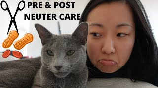 Cat Neutering Our experience and Practical Care Tips [upl. by Gervais]