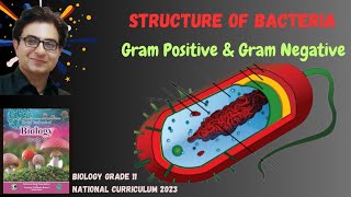 Structure of Bacteria  Gram Positive amp Negative Cell Wall  Urdu Hindi English  Federal Board 2024 [upl. by Sirej]