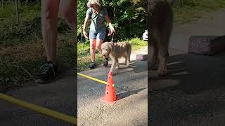 Spielerisches Hundetraining „Physio“ Hundephysiotherapie Hundetraining Dog [upl. by Eniruam35]