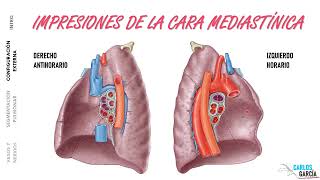 Anatomía Pulmón Segmentación Caras Vértice Vasos y Nervios [upl. by Teador]