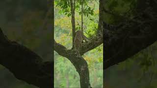 Cheetah spotted in Kabini Wildlife safari animals wildlife shorts [upl. by Hgielime]