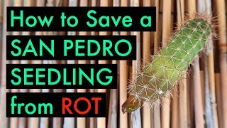 How to Save a San Pedro Seedling from Rot [upl. by Wimsatt]