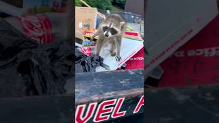 Racoon taking a nap in a rollback dumpster when a human came a ruined nap time shorts viral [upl. by Anama]