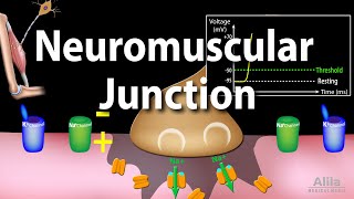 Neuromuscular Junction Animation [upl. by Virginia]