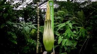 RBGE Amorphophallus titanum opening 26 June 2015 [upl. by Adelaja]