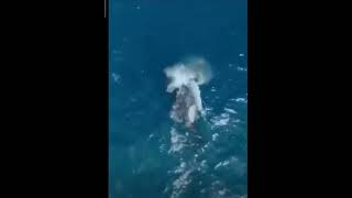 Huge Orca attacks a Great White Shark orca ocean likeandsubscribe [upl. by Edasalof446]