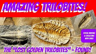 Amazing Trilobites The Lost Golden Trilobites Found Fossil Hunting and Fossil Collecting wChris [upl. by Tyrrell]