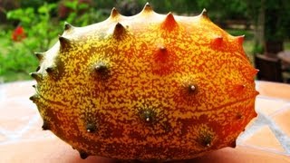 Kiwano  African Horned Melon Growing amp Tasting [upl. by Curr]