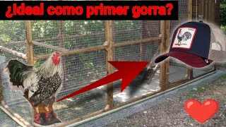 Goorin Bros Cock  Gorra de Gallo  Un CLÁSICO que no puede faltar  UnboxingPrimeras Impresiones [upl. by Derfliw]