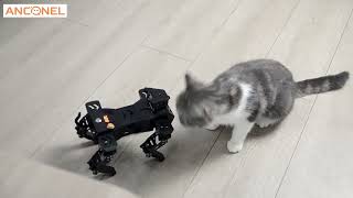 Raspberry Pi FourLegged Quadruped Bionic Artificial Intelligence Robot Dog  D1 [upl. by Zoilla595]