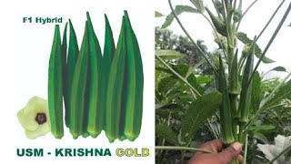 USM  KRISHNA GOLD  Bhindi farming Unisem Agritech pvt Ltd [upl. by Aidiruy923]