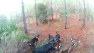 The Dog Trader  Hog Hunting with Dogs  Big Game Gun Dogs  Big Game Hunt [upl. by Odlabso921]