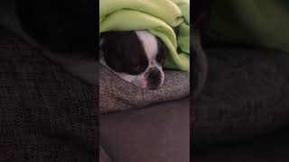 Chillmodus on🥰 gürkchen bostonterrier frenchbulldog frechbulldog cutepets love dogs pets [upl. by Zachary260]