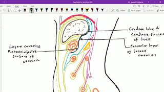 Peritoneal cavity 6  Lesser sac [upl. by Stew]