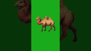 green screen camel walking camel greenscreen animal [upl. by Marie]