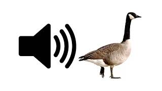 Goose  Sound Effect  ProSounds [upl. by Sukramal]