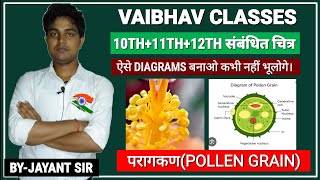 परागकण की संरचना कैसे बनाएं Structure of pollen grainImportant Diagram pollen grain [upl. by Nylirej]