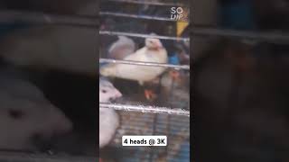 Bio Research Bio Pigeon Young Bird Promo pigeon bird pigeonbird kalapati kalapatids [upl. by Elamef]