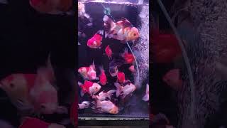 Koki oranda fish aquarium kokioranda ikanhias [upl. by Ducan]