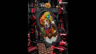 Happy halloween dari anabul xena youtubedogs doglover shortsviral halloween anjingku doglife [upl. by Adnoma]