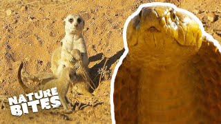 Brave Meerkats vs Cobra A Fight to Protect Their Pups  Nature Bites [upl. by Ispep]