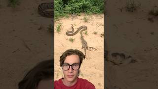 Huge Python demonstrates it’s TRUE strength snake [upl. by Enyleuqcaj]