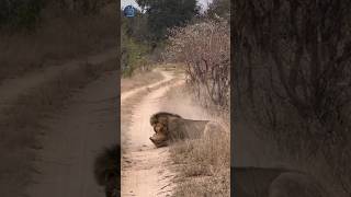 short look at this viral animal lionfight men lion vs young lion shortvideo trending [upl. by Oiramrej]