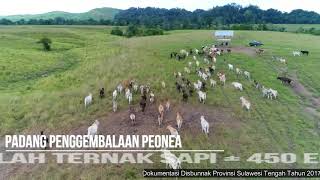 Padang Penggembalaan Ternak Peonea Morowali Utara Sulawesi Tengah Drone [upl. by Ewall]