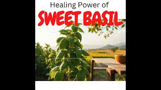 The Healing Power of Holy Basil [upl. by Eilime119]