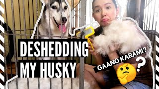 DESHEDDING MY HUSKY  SIBERIAN HUSKY GROOMING [upl. by Nehttam]