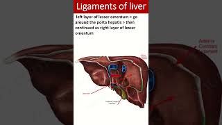 Ligaments of liver shorts liver ligaments [upl. by Sellig401]