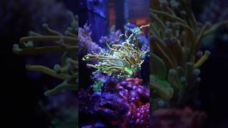 Should we do a Tank Tour on this Tank aquarim shorts fishtank topshelfaquatics [upl. by Raynell877]