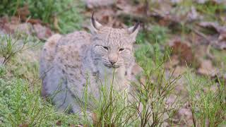 Iberian Lynx The Jewel of Spains Wildlife animal2024 wildlife [upl. by Terces312]