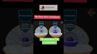 3D Nucleus and cytoplasm viralshorts viralreels youtubeshorts youtube [upl. by Londoner]