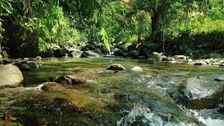 Healing Forest River and Birdsong Soothing Nature Sounds for Meditation Stress Relief and Health [upl. by Aitnuahs]