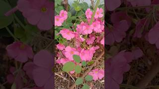 Oxalis bowiei una planta de fácil cuidado lasplantasdeteresa flores plantasfelices plantas [upl. by Ignaz]