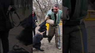 Anzor attacks Belgian Shepherd Groenendael GUARDODESSA Training of service dogs Odessa Ukraine [upl. by Rachael]