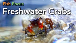 Fish Focus  Freshwater Crabs [upl. by Novyar]