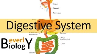 Digestive System [upl. by Ecined]