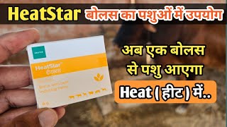 HeatStar Bolus  अब एक बोलस से पशु आएगा हीट में Anoestrussilent Heat [upl. by Nyliret]