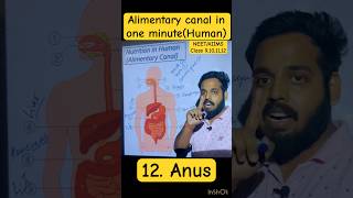 Alimentary Canal in one minute for NEETAIIMS amp Class 9101112 biology ytshorts shorts neet [upl. by Lim]