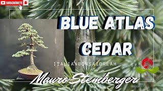 Blue Atlas Cedar Bonsai [upl. by Ihtraa]