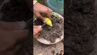 The best way to grow longan fruit at home gardening fruit fruiting shorts grow [upl. by Iggy853]