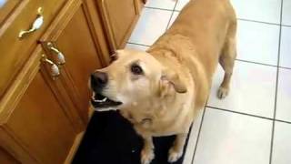 Dog Barking Loud Nonstop Video makes your dog go nuts [upl. by Anahsak507]