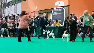 Crufts 2019 Smooth Fox Terrier  Best Bitch CC [upl. by Christel188]