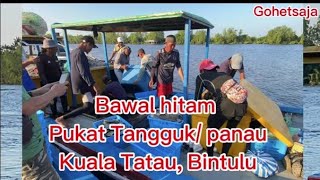 Bawal Hitam Pukat tangguk  PanauKuala Tatau [upl. by Guyon]