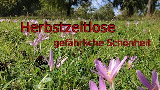 Gefährliche Schönheit Herbstzeitlose [upl. by Ynaffets]