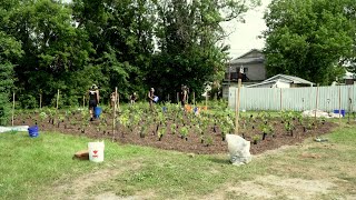 Reportage  Une microforêt à Lachute [upl. by Marilee]