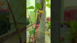 🌿 Lush Bodi Plant  A Natural Wonder in Full Bloom Shorts plants homeplants [upl. by Nyram593]